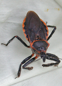 Apiomerus crassipes
